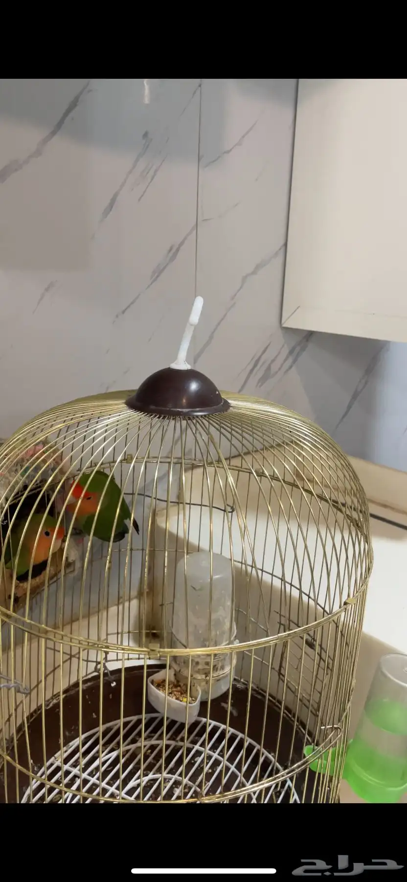 للبيع زوج طيور روز (منجه) 0