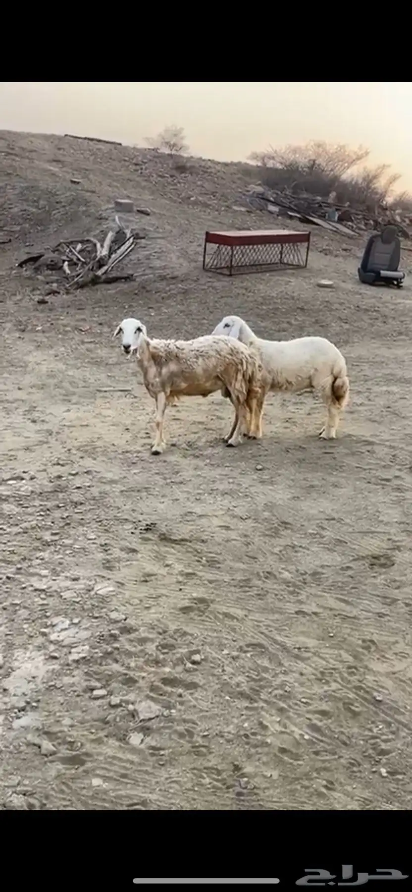 نعجه وبنتها النعجه مضروبه وبنتها عمرها تقريبا 5 شهور 0