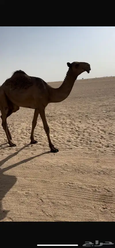 بكره صفرا طيبه 4