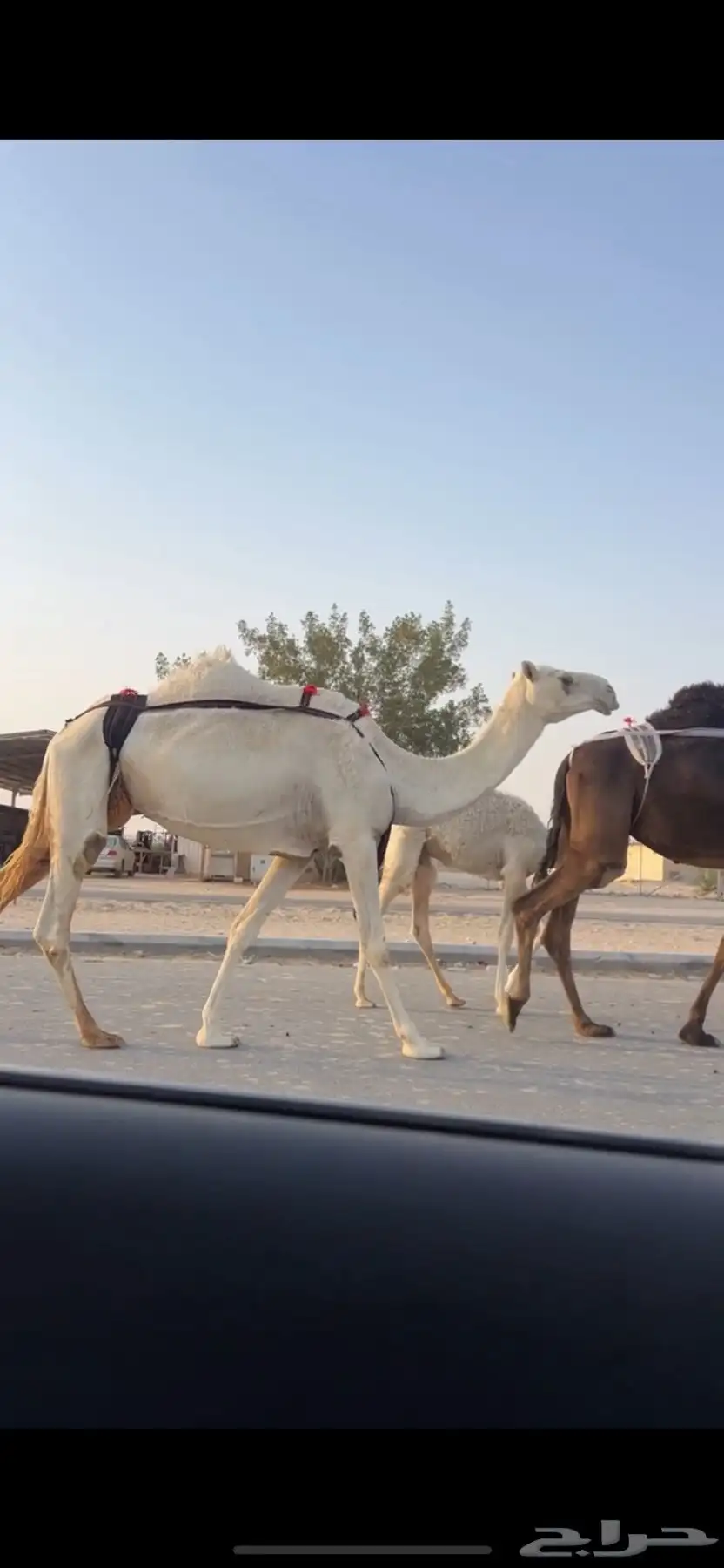 خلفه وضحاء تحتها قعود 0