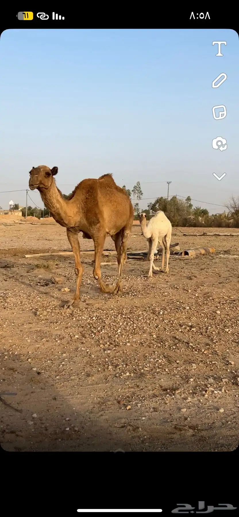 خلفه شعلاء تحتها بكره كفو 0
