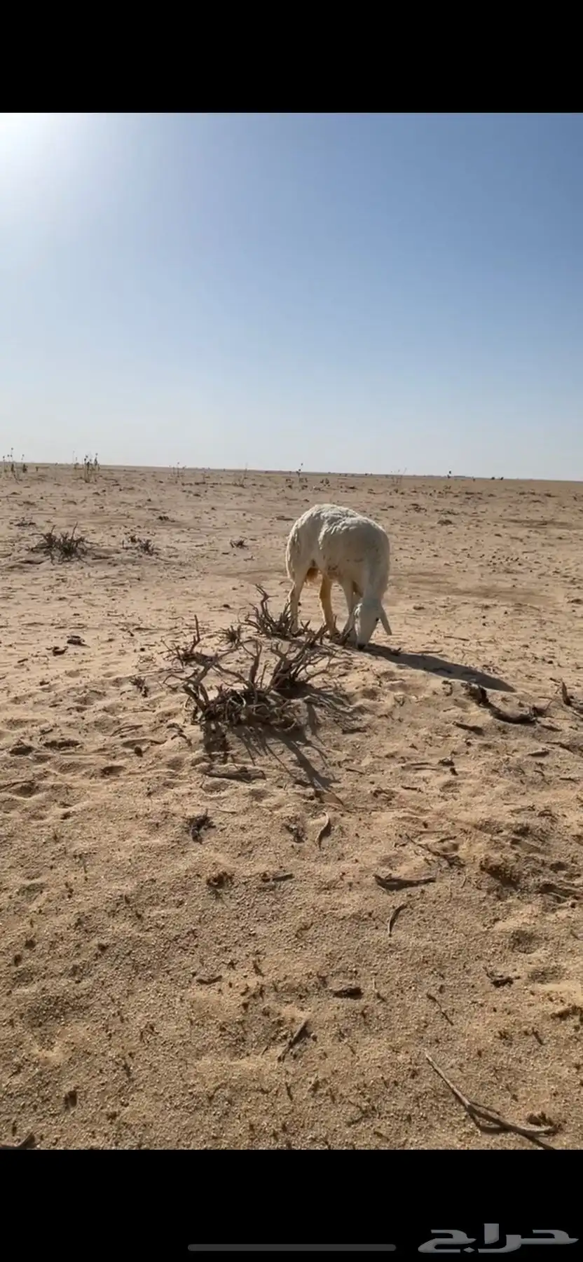 حايل شبب الموقع حنوب الشعراء 0