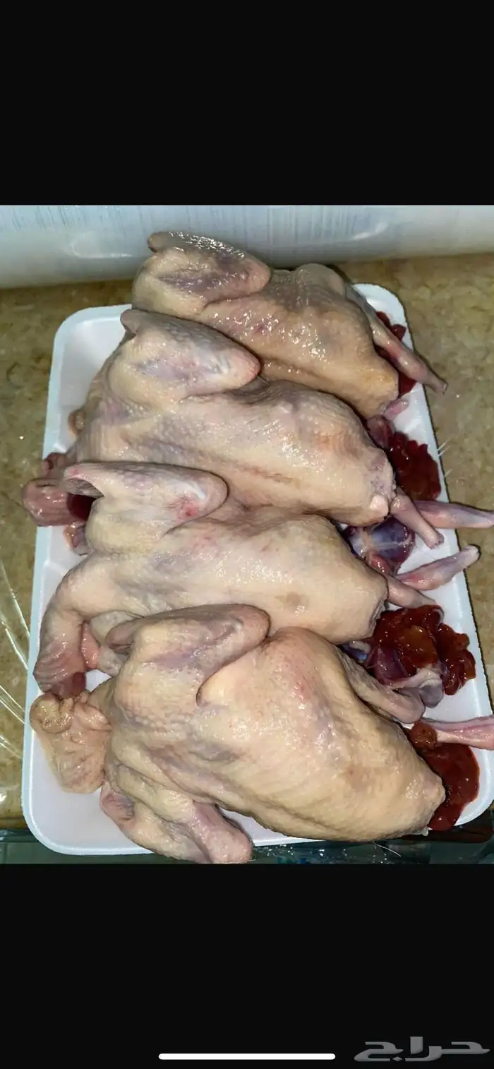حمام زاجل وفرنسي بأقل الاسعار 3
