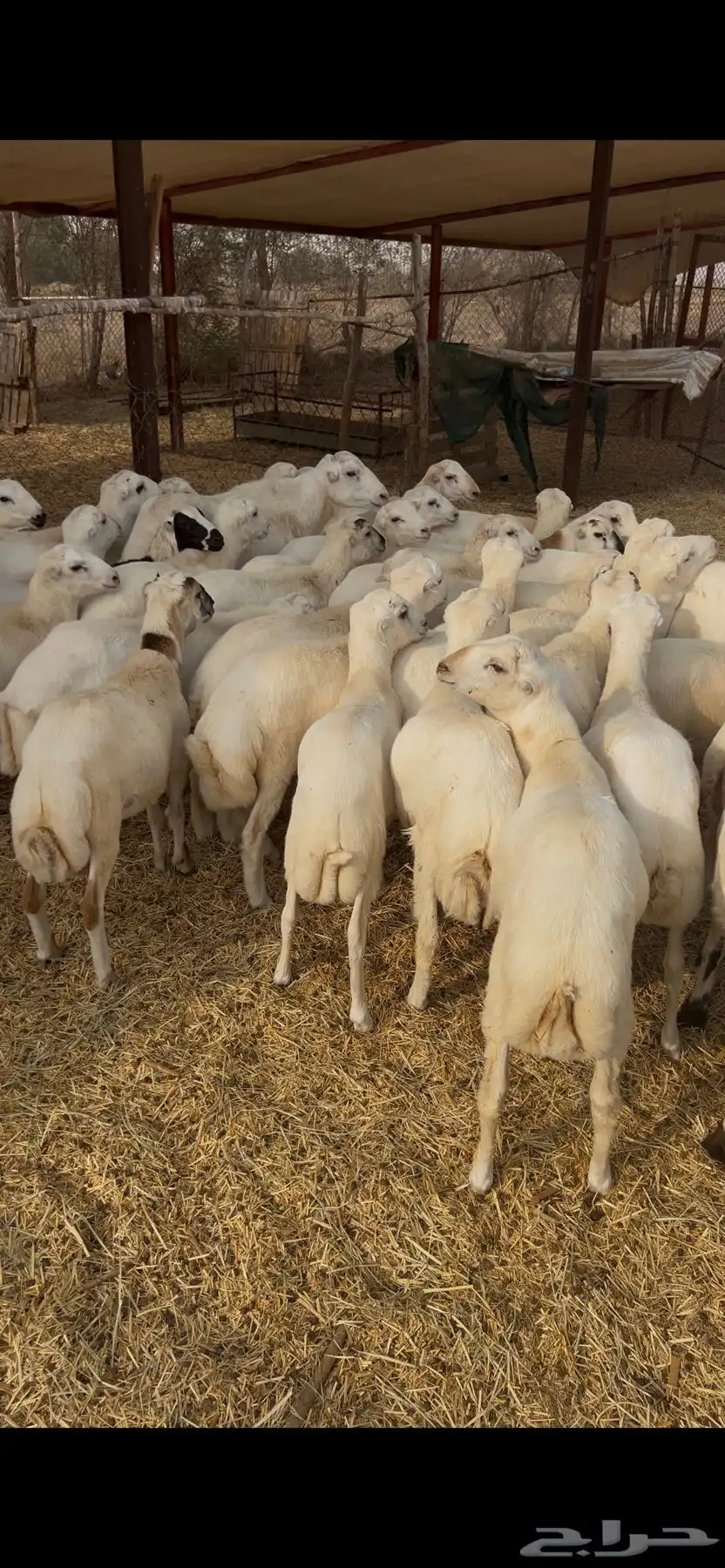 خرفان طيبة بلدي شرط 1