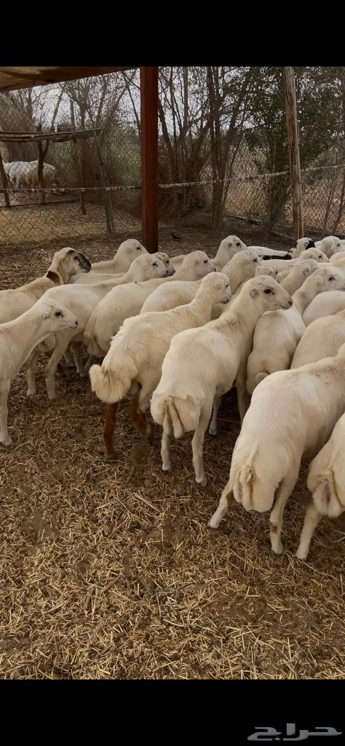خرفان طيبة بلدي شرط 5