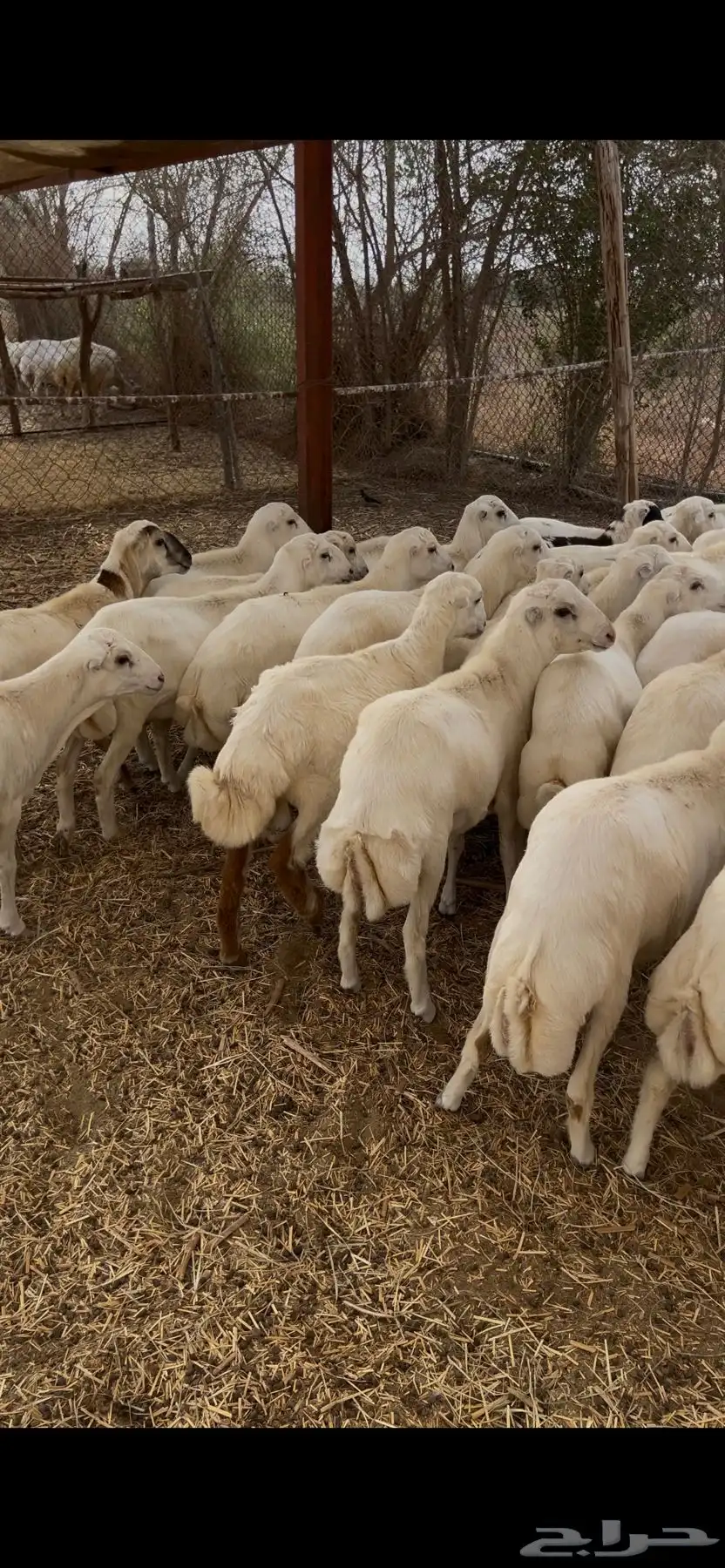 خرفان طيبة بلدي شرط 5