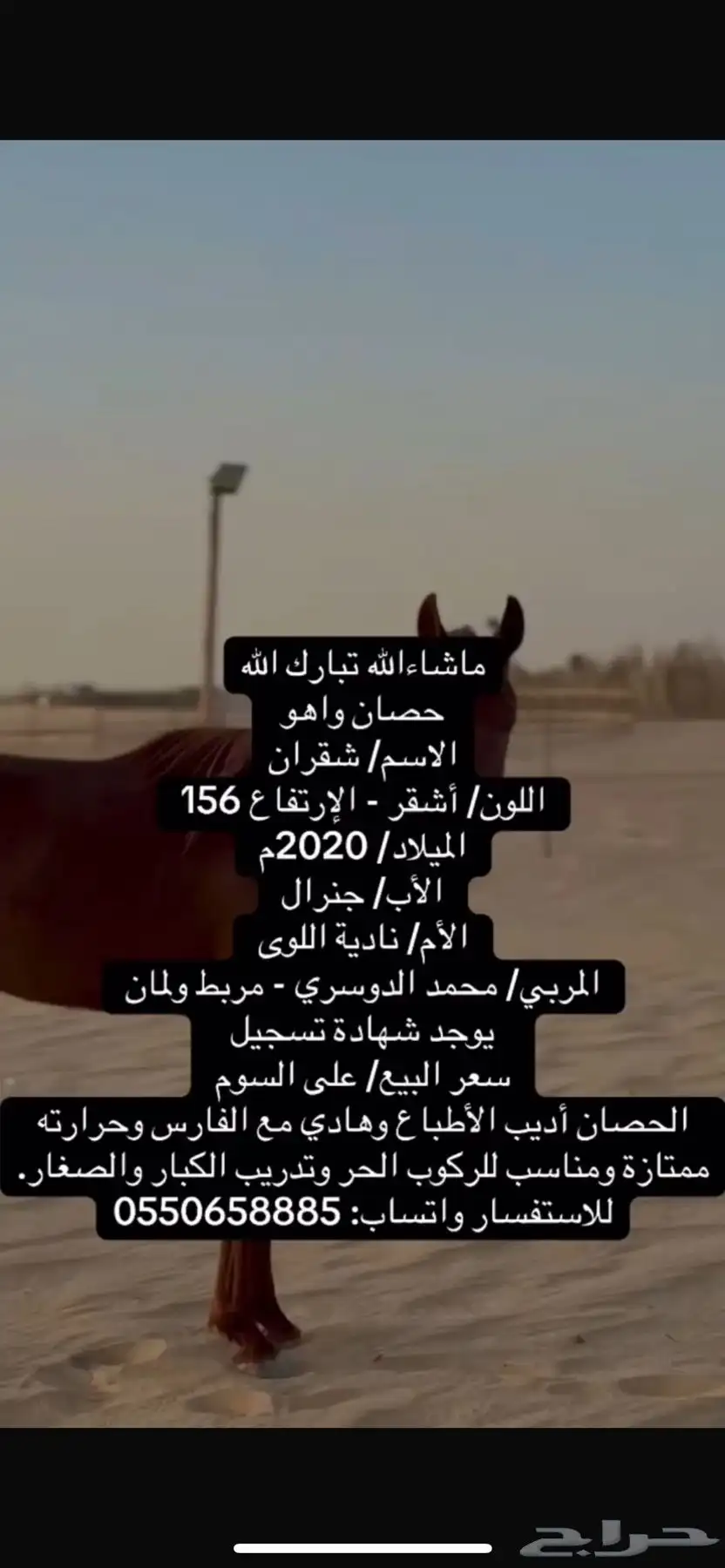 للبيع  حصان أديب وهادي الطبع 0