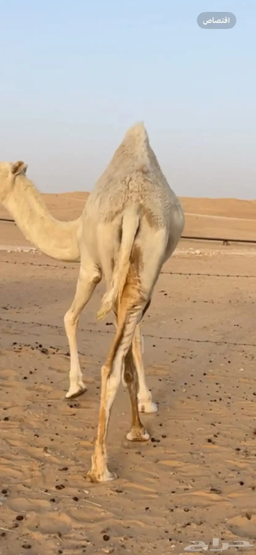 بكره قصب index