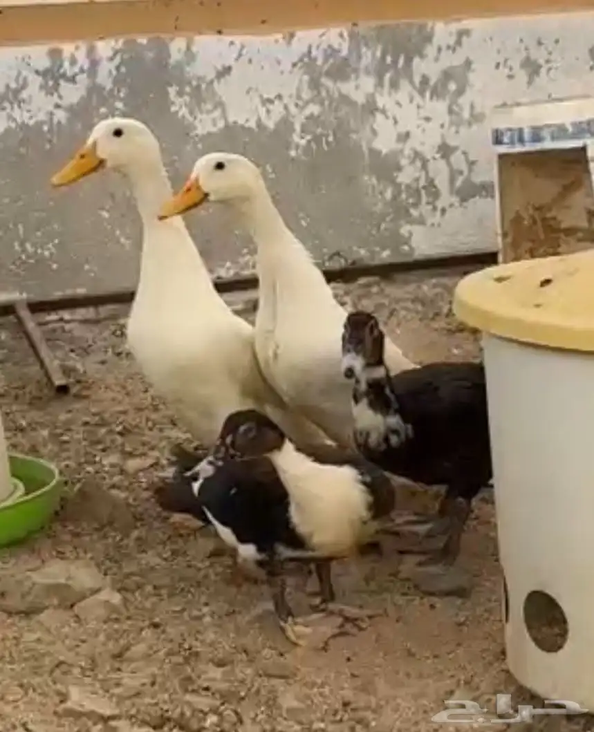بط بكيني 0