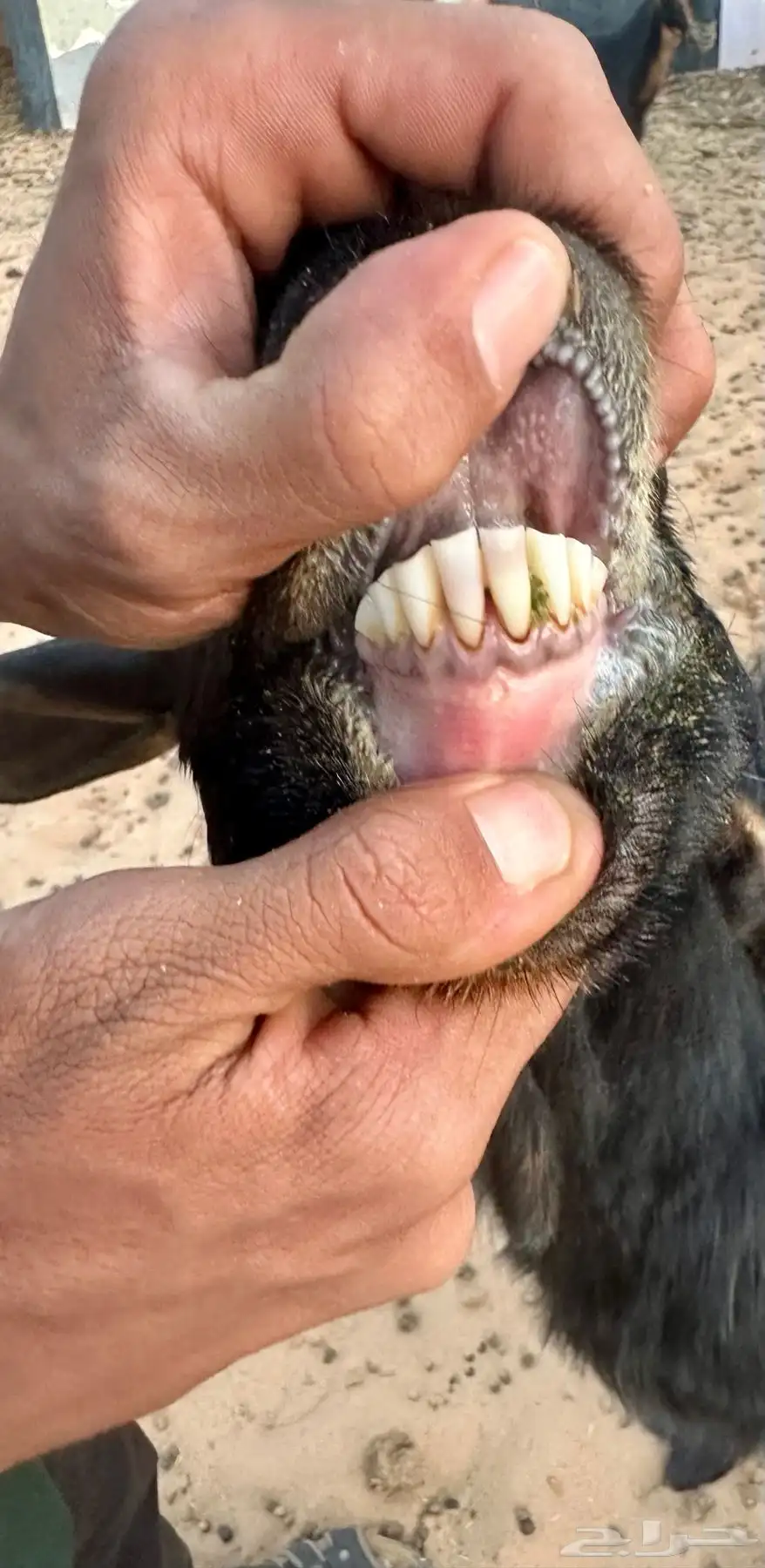 تيس فحل مشروط حار سنه موضح في الصورة 1