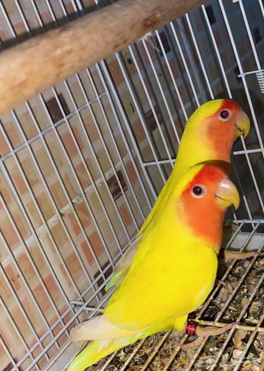 للبيع جوز روز لاتينو عيون حمر منتج 6