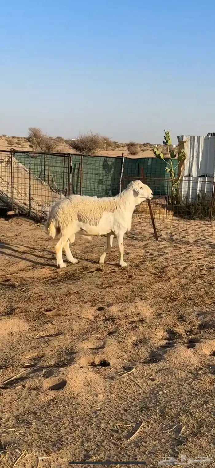 طلي سدس مشروط للبيع 1
