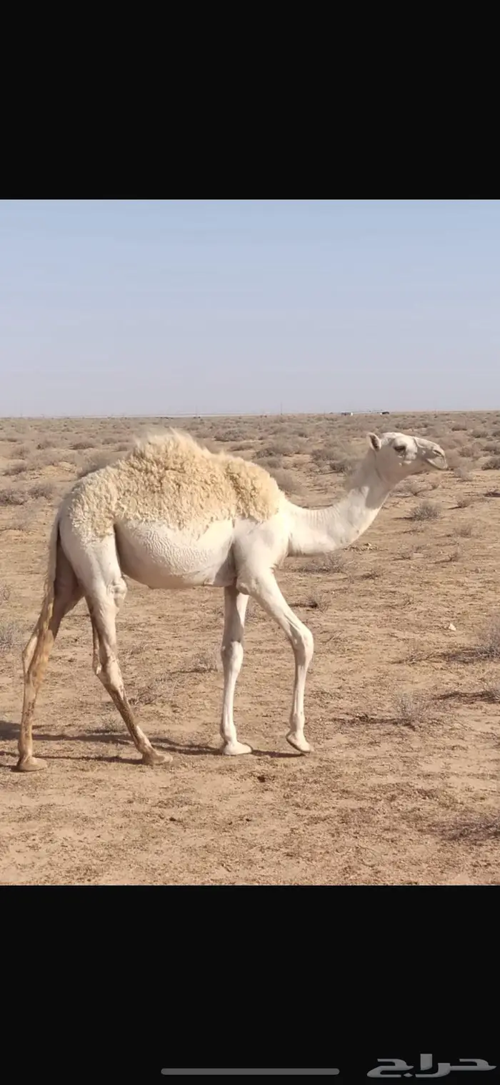 فيه 5 قعدان للبيع ماعلفن ابد يرعن من الارض شرط 0