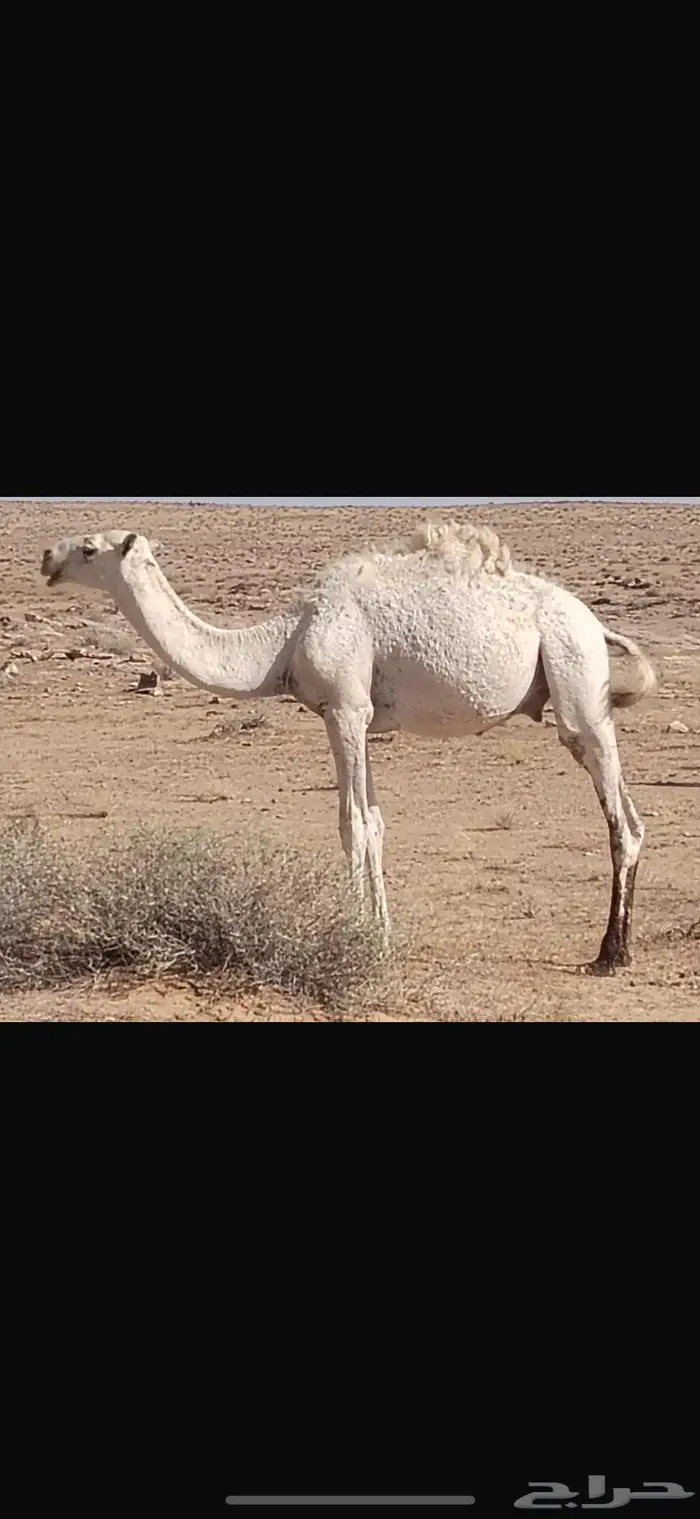فيه 5 قعدان للبيع ماعلفن ابد يرعن من الارض شرط 1