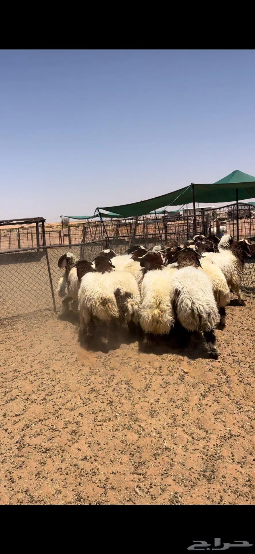 عرضين ذبايح خرفان حري ونعيم فاخر 6