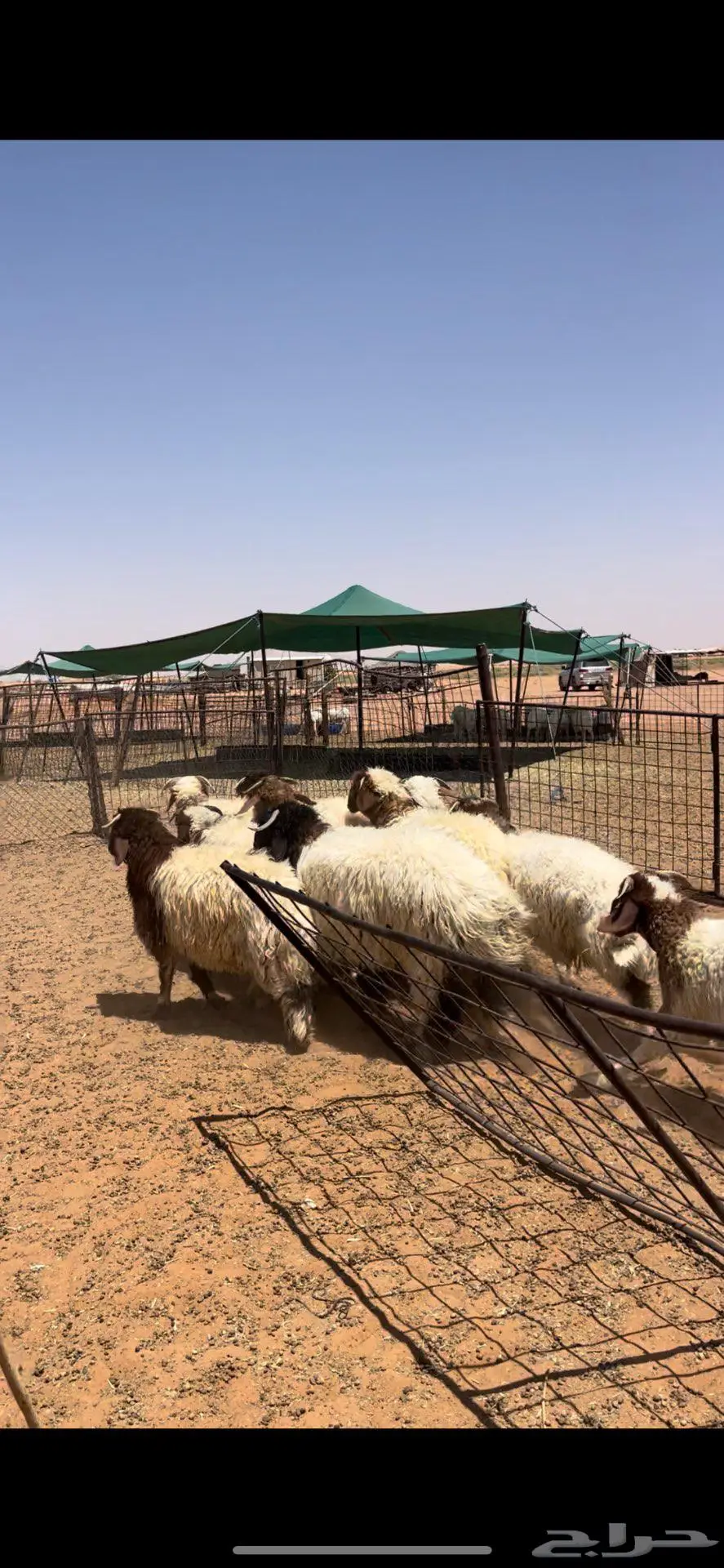 عرضين ذبايح خرفان حري ونعيم فاخر 9