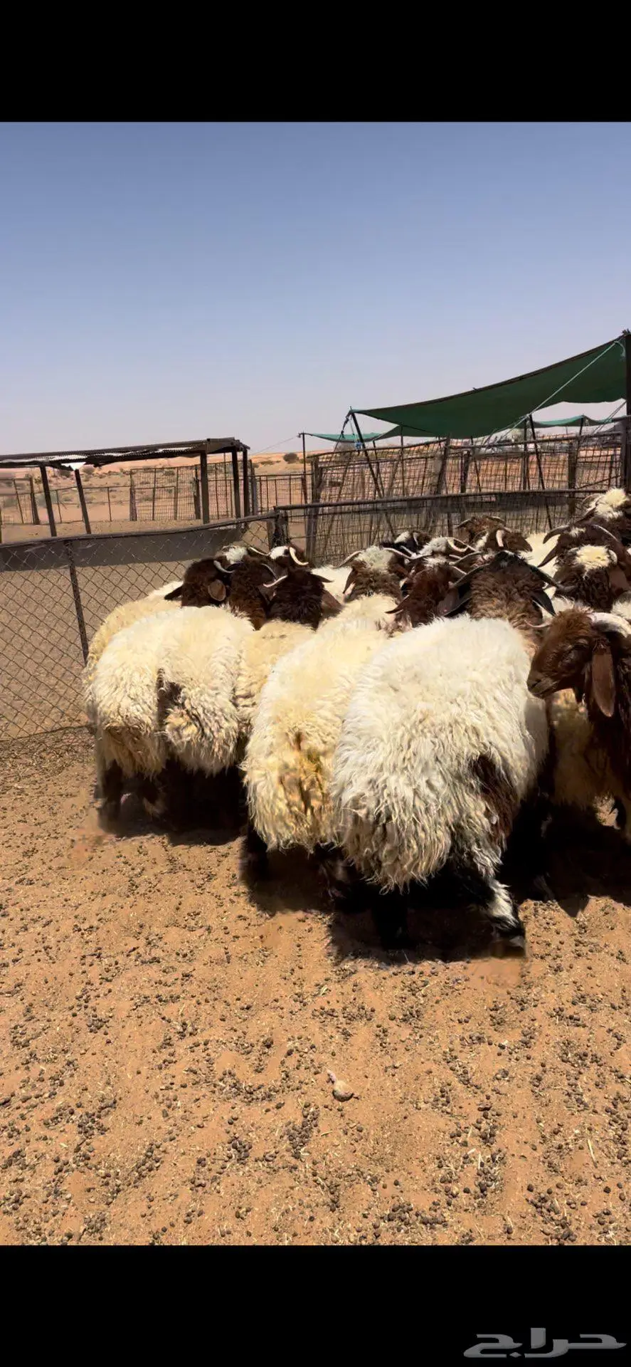 عرضين ذبايح خرفان حري ونعيم فاخر 7