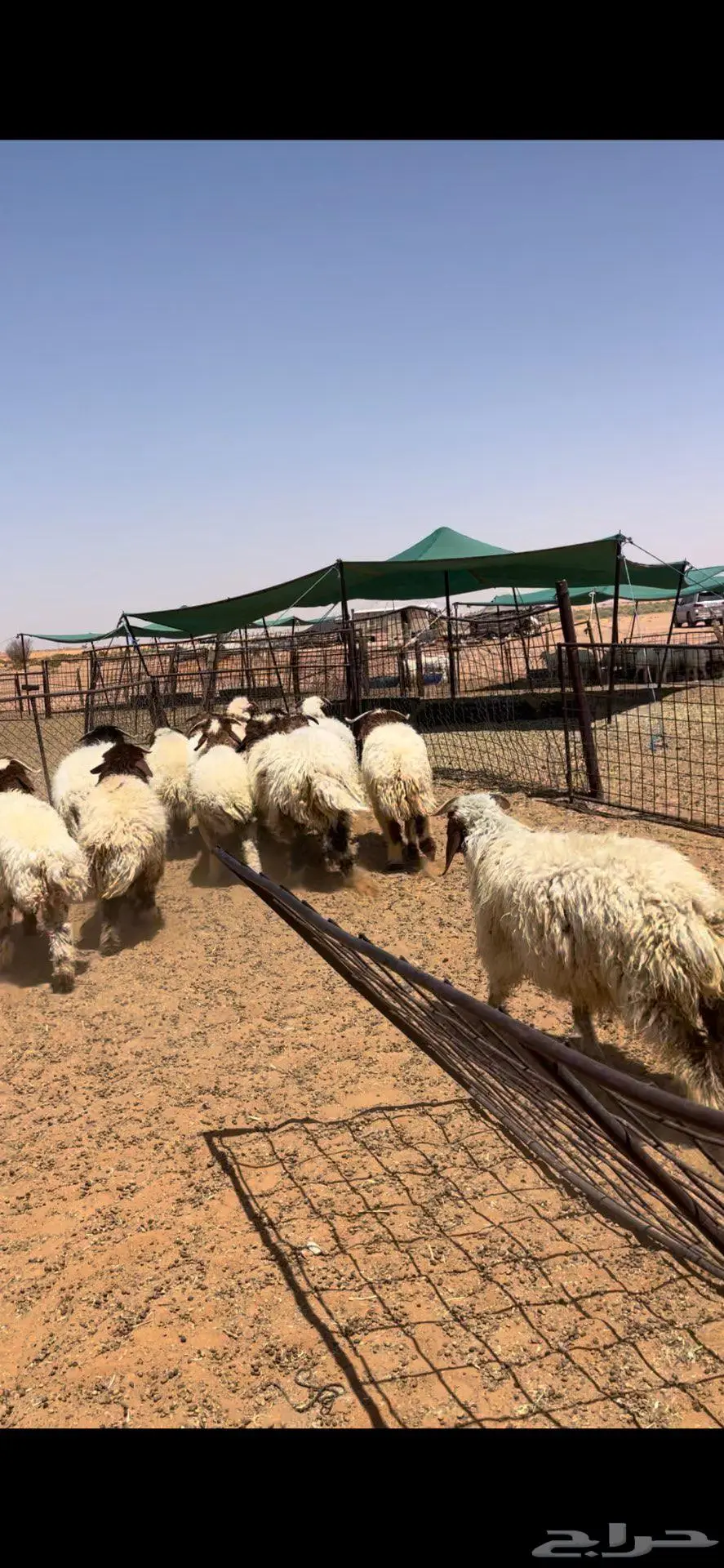 عرضين ذبايح خرفان حري ونعيم فاخر 8