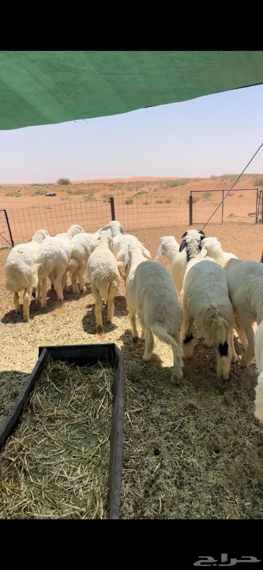 عرضين ذبايح خرفان حري ونعيم فاخر 1