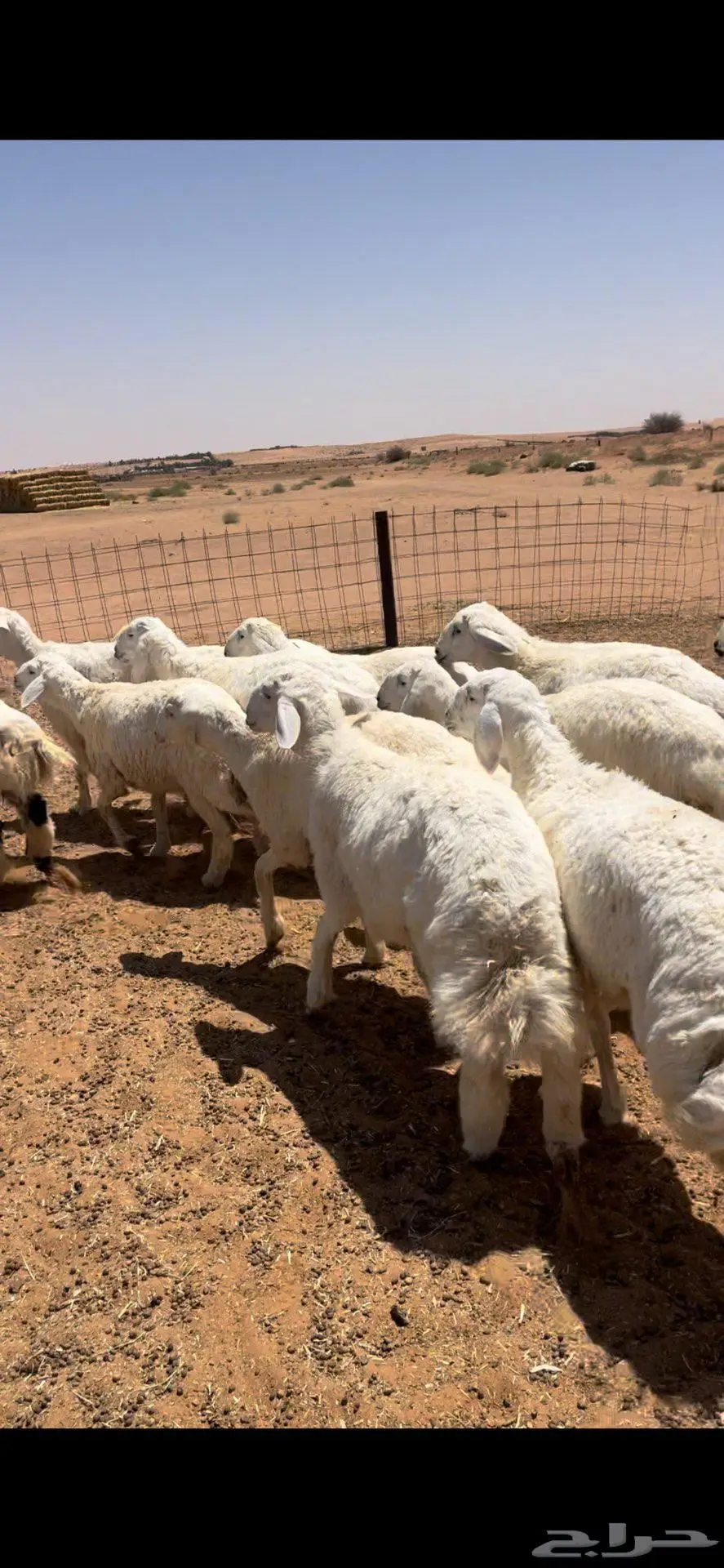 عرضين ذبايح خرفان حري ونعيم فاخر 3