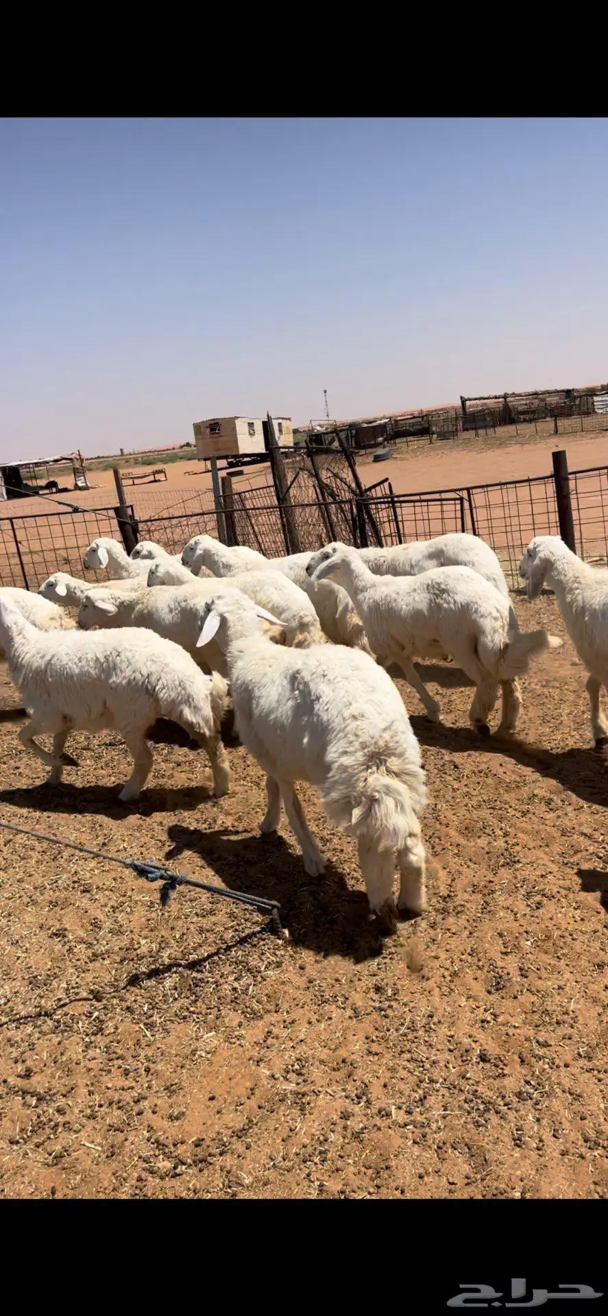 عرضين ذبايح خرفان حري ونعيم فاخر 4