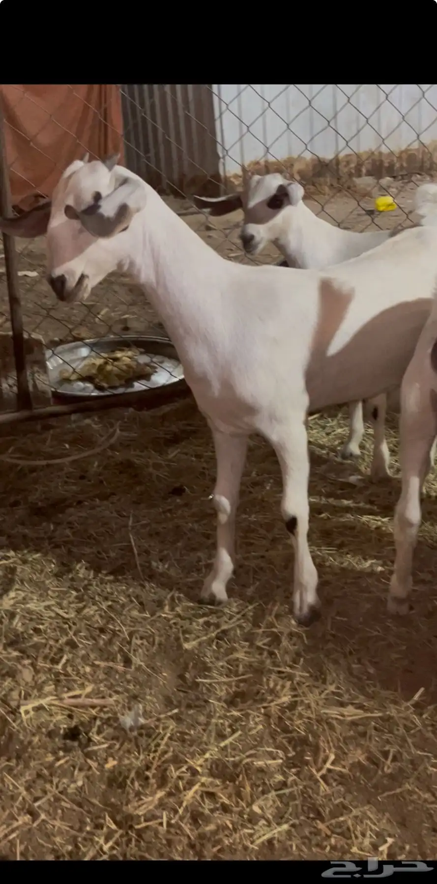 نعرض لكم عنز كحلا تابعها 3جفار 2