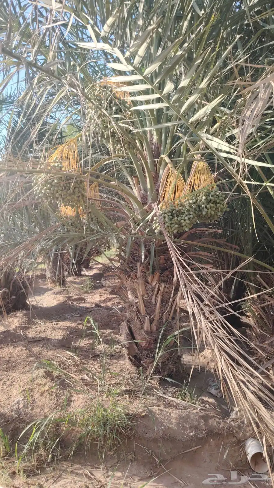 نقايل نخل خلاص صقعي برحي هلالي 0