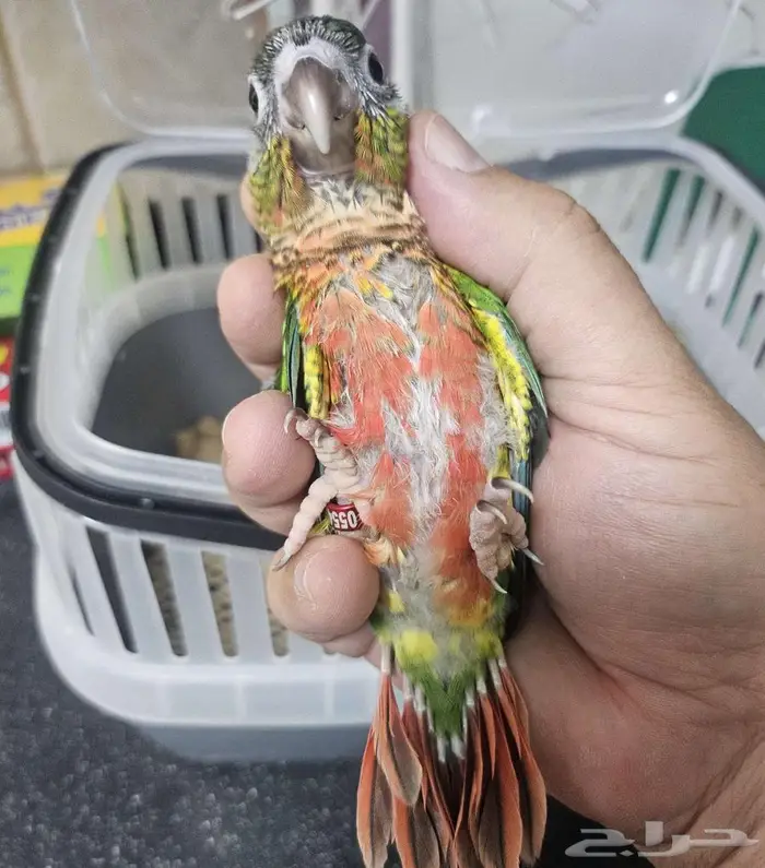 فروخ كنيور يلو سايد دبل ريد فاكتور 3 حبات 0