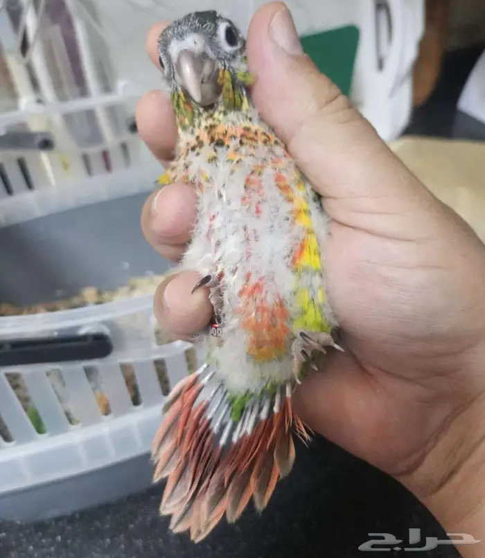 فروخ كنيور يلو سايد دبل ريد فاكتور 3 حبات 2