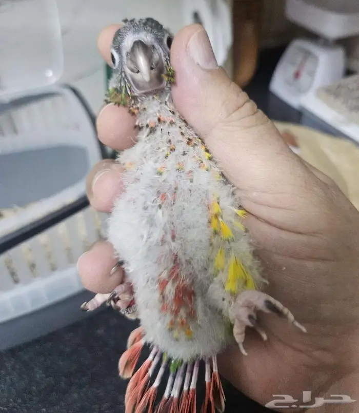 فروخ كنيور يلو سايد دبل ريد فاكتور 3 حبات 4