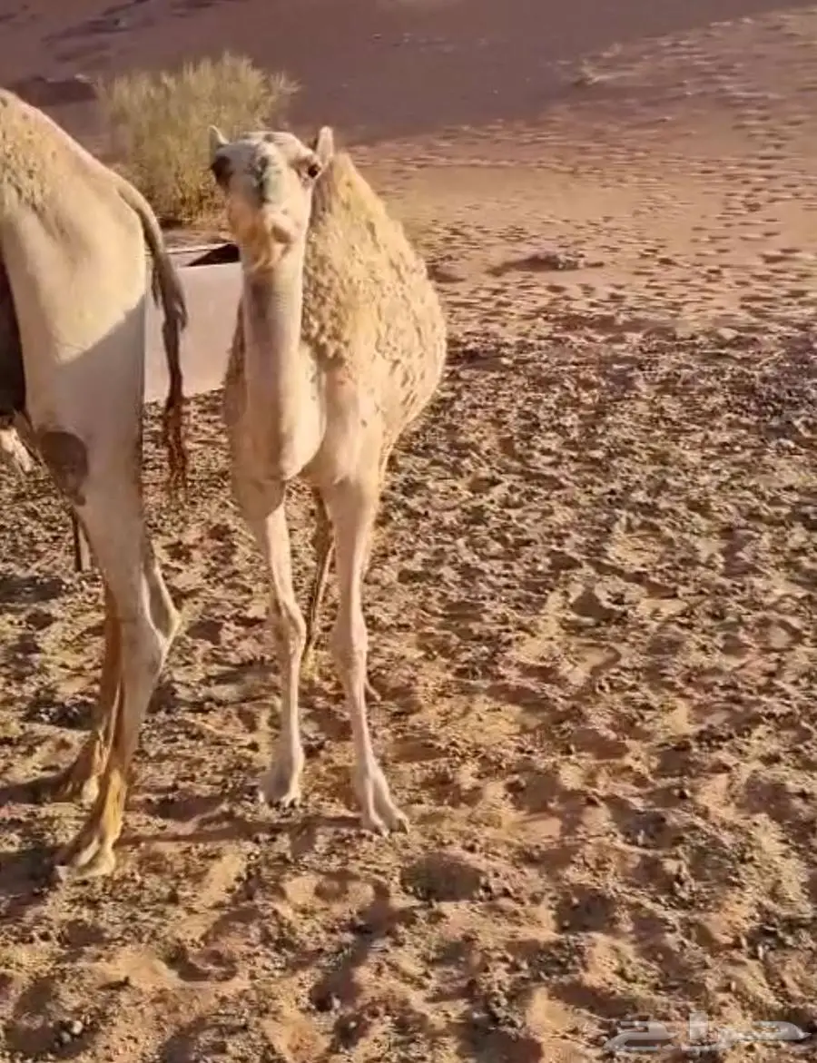 للبيع بكره مهجنه 0