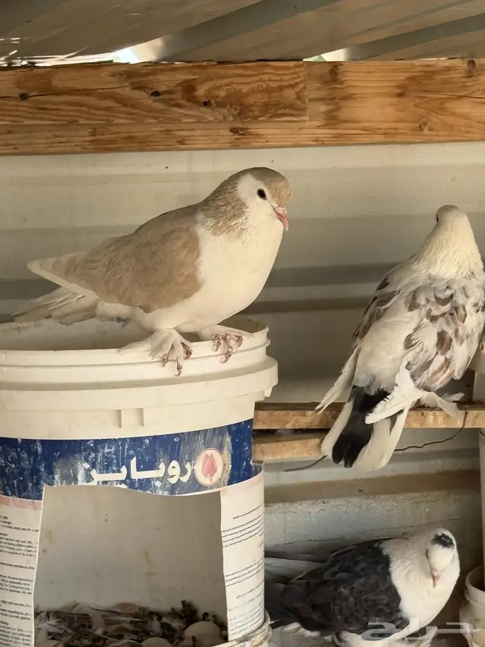 حمام شيرازي العدد 20 جوز 5