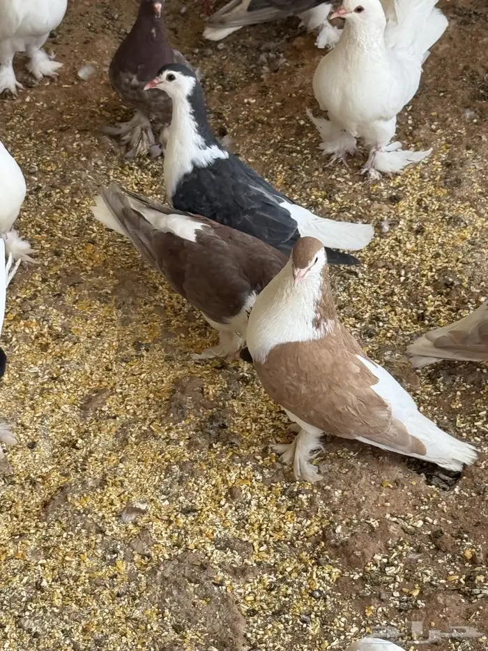 حمام شيرازي العدد 20 جوز 7