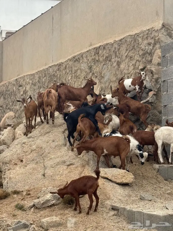 للبيع تيوس دهم 9