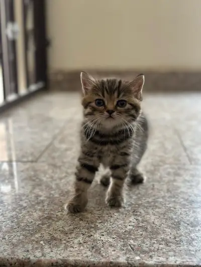 قطه تايقر سكوتش للبيع 0