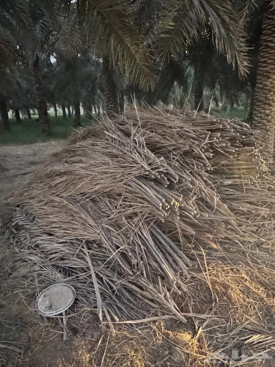 سعف وكرب النخل للبيع في الاحساء 1
