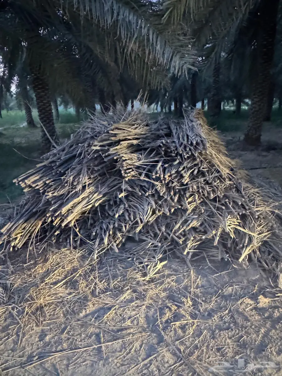 سعف وكرب النخل للبيع في الاحساء 3