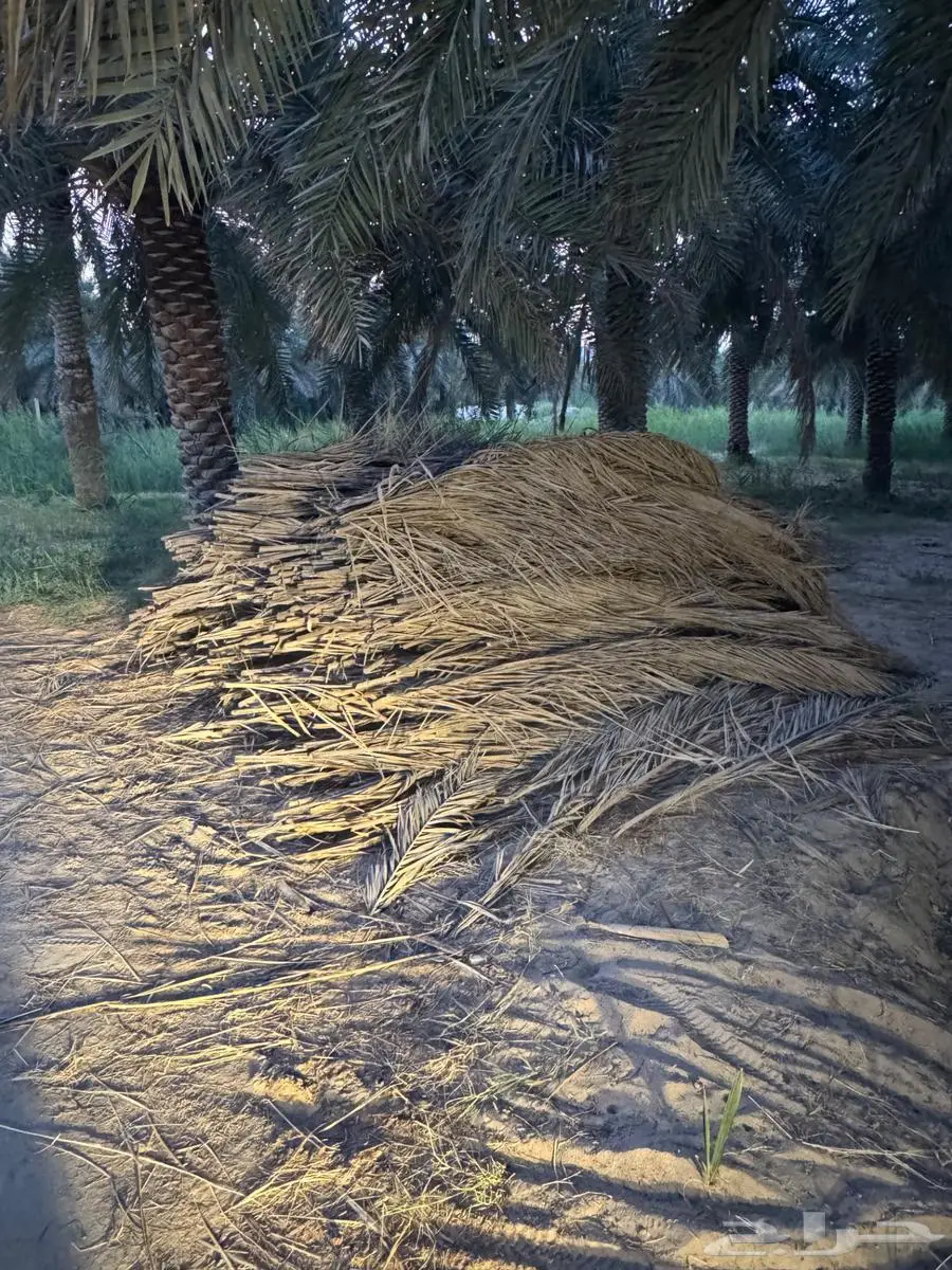 سعف وكرب النخل للبيع في الاحساء 4