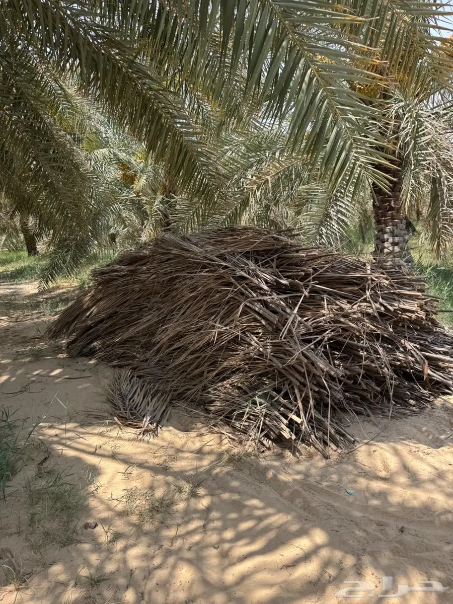 سعف وكرب النخل للبيع في الاحساء 5
