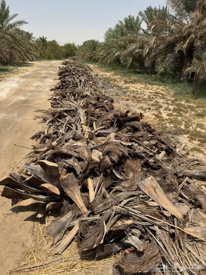 سعف وكرب النخل للبيع في الاحساء 6