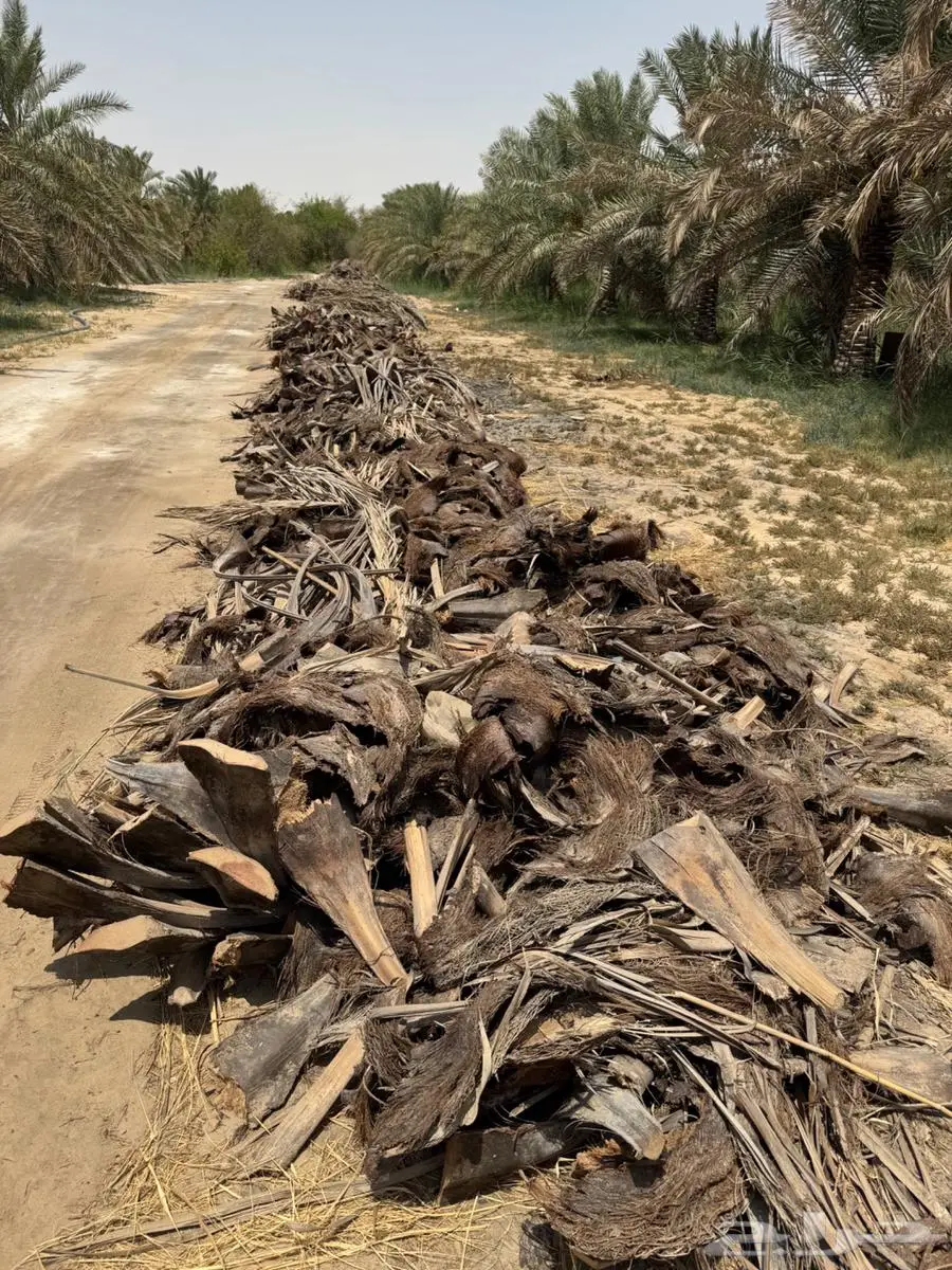 سعف وكرب النخل للبيع في الاحساء 6