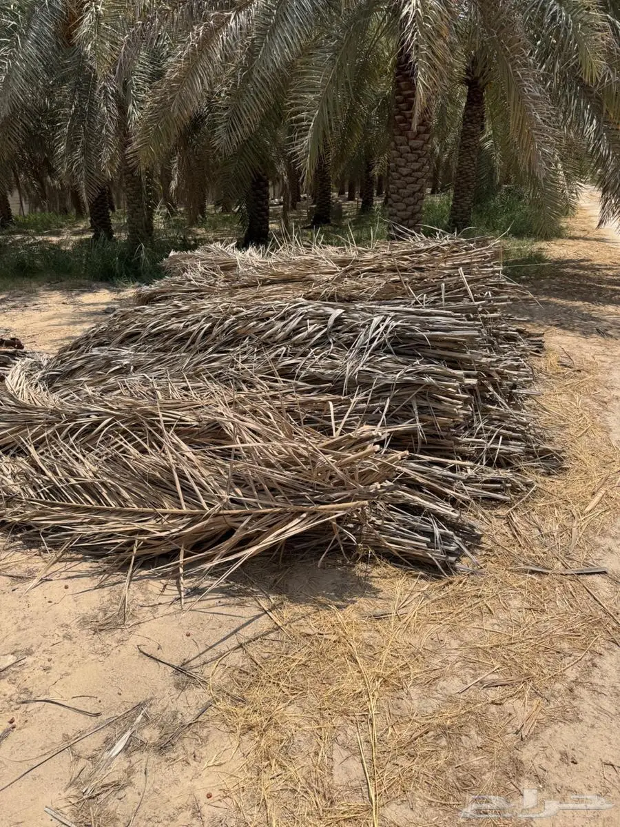 سعف وكرب النخل للبيع في الاحساء 0