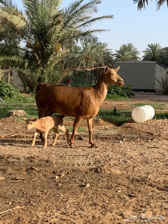 عنز متبع جنوبية خصم . 0