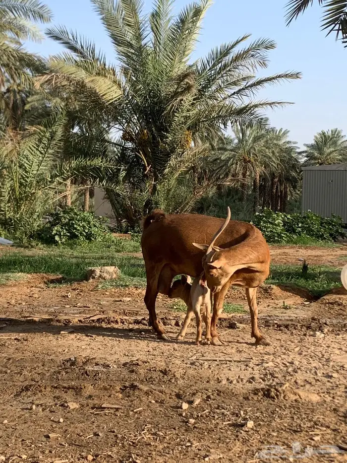عنز متبع جنوبية خصم . 1