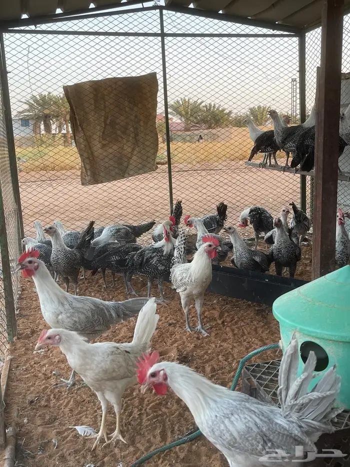 دجاج فيومي 4 شهور 2