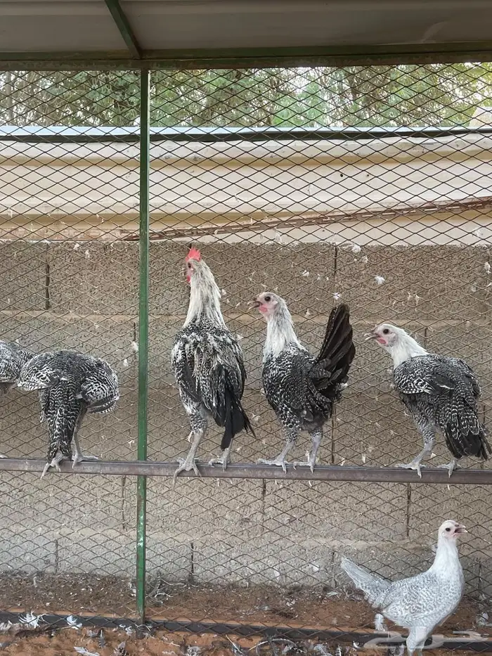 دجاج فيومي 4 شهور 4