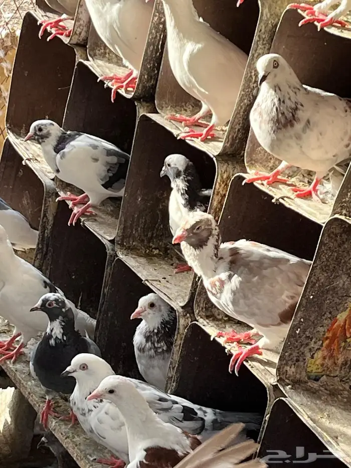 حمام مشكل للبيع شمال مدينة الملك عبدالله 1