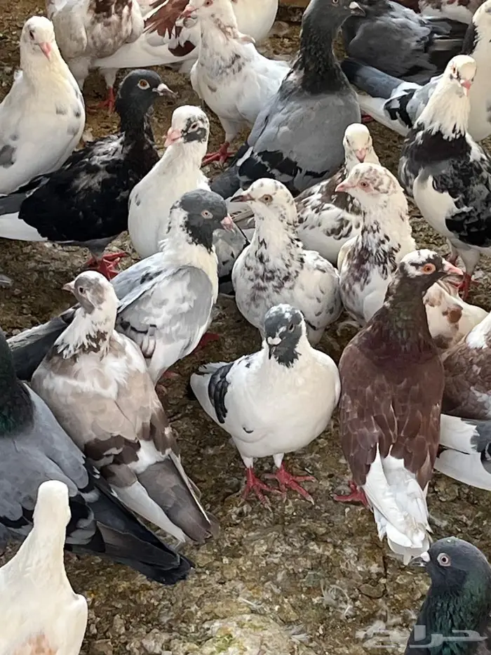 حمام مشكل للبيع شمال مدينة الملك عبدالله 0