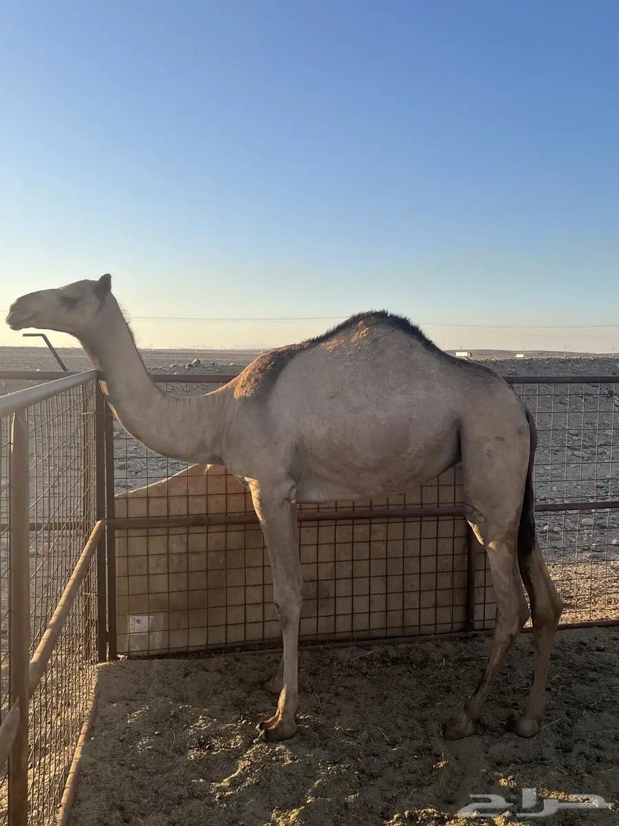 بكره تشرق لبنيه جزر للبيع الموقع الوجه 0