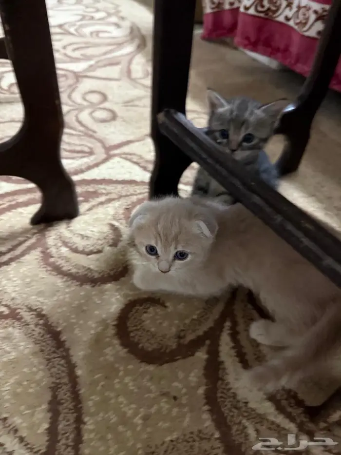 سكوتش إيناث3 3